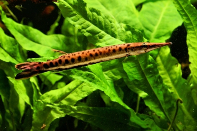 Boulengerella maculata Ctenoluciidae
