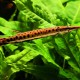 picture of Boulengerella maculata