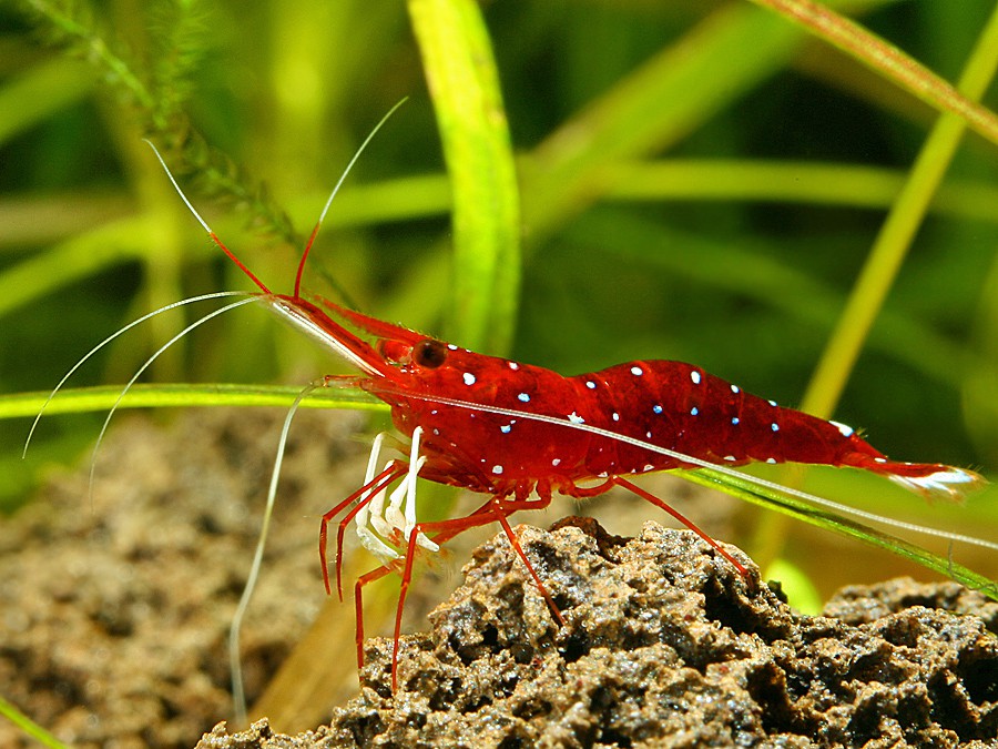Caridina dennerli