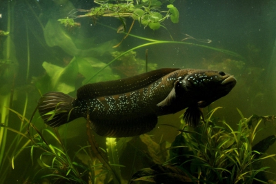 Channa asiatica Channidae