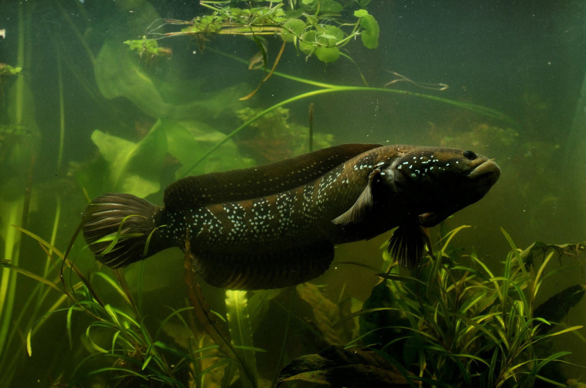 Channa asiatica