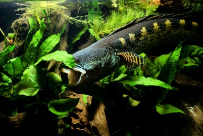 Channa aurantimaculata Channidae