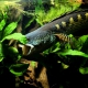 picture of Channa aurantimaculata