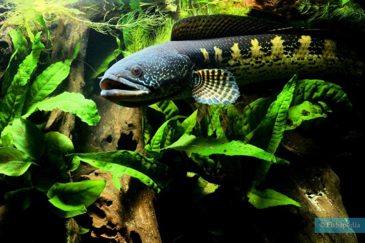 Channa aurantimaculata