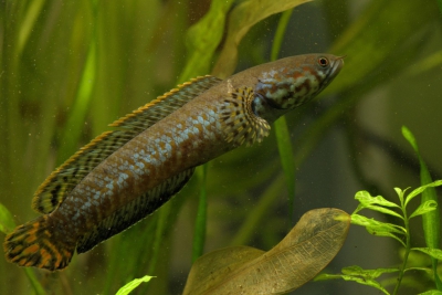 Channa bleheri Channidae