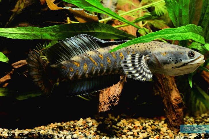 Channa pulchra