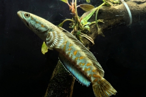 Channa pulchra