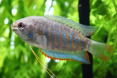 gourami bariolé Osphronemidae