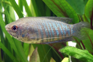 Trichogaster labiosa