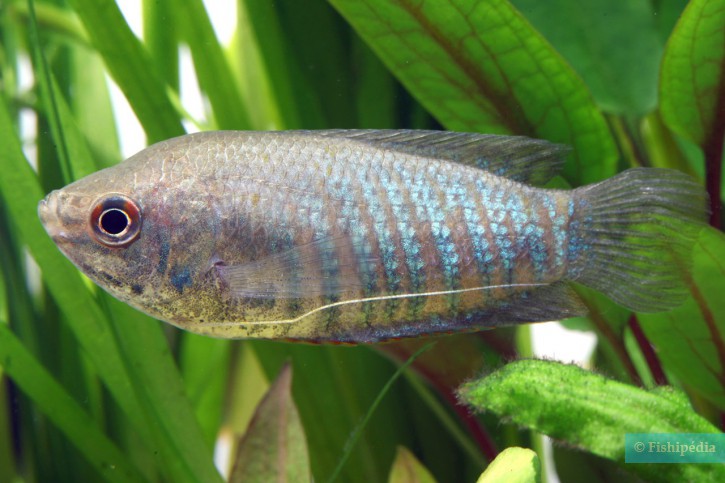 Trichogaster labiosa