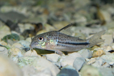 Corydoras bondi Callichthyidae
