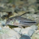 picture of Corydoras bondi