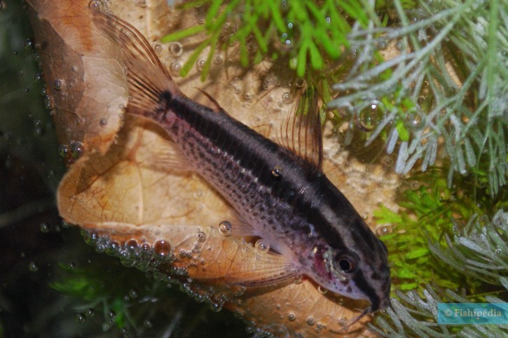 Corydoras gracilis