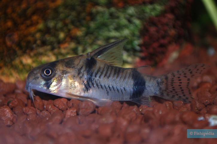Corydoras tukano