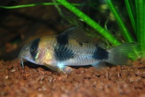 Corydoras weitzmani