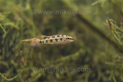 Dicrossus gladicauda Cichlidae