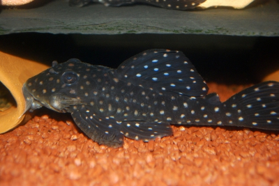 Hypancistrus contradens Loricariidae