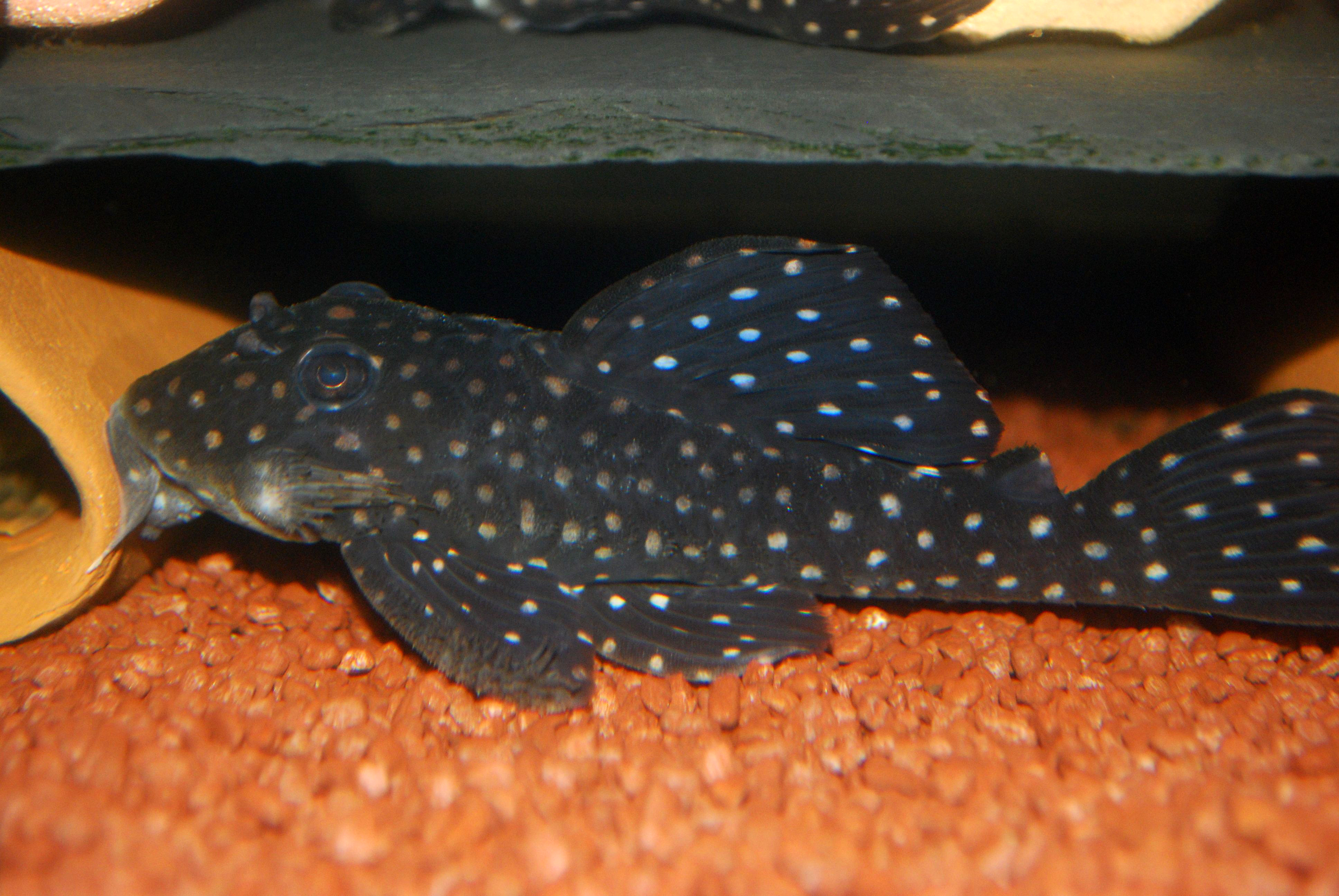 Hypancistrus contradens