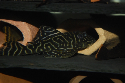 Hypancistrus sp. "Mega Clown" Loricariidae