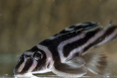 zebra pleco Loricariidae