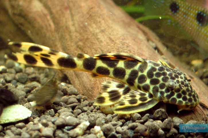 Peckoltia sabaji