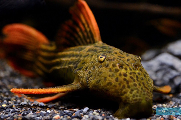 Pseudacanthicus pirarara