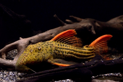 Pseudacanthicus pirarara Loricariidae