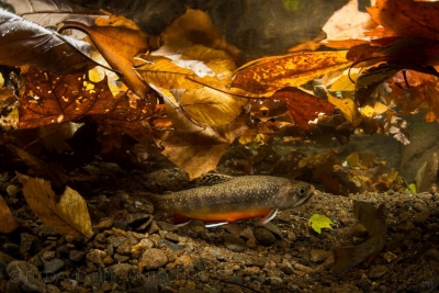 salmerino di fontana Salmonidae