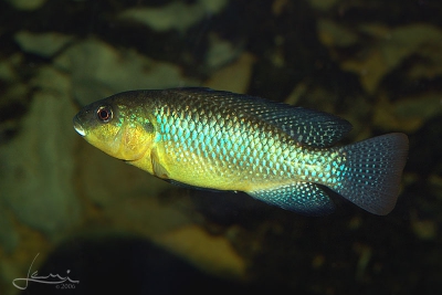 Alcolapia alcalica Cichlidae