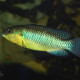 picture of Alcolapia alcalica