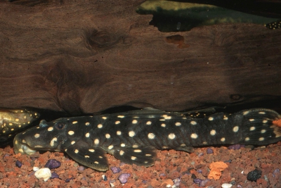 Scobinancistrus raonii Loricariidae