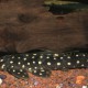 picture of Scobinancistrus raonii