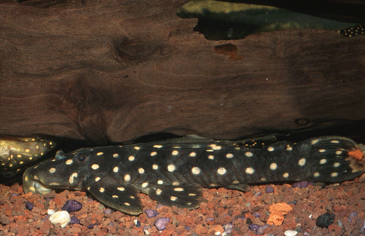 Scobinancistrus raonii