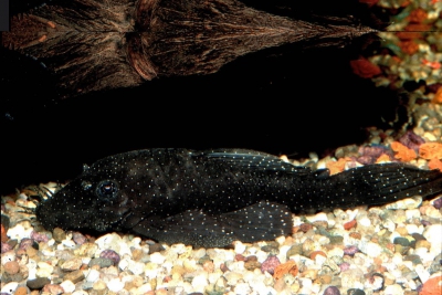 Ancistrus aff. hoplogenys Loricariidae