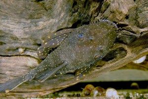 Ancistrus hoplogenys