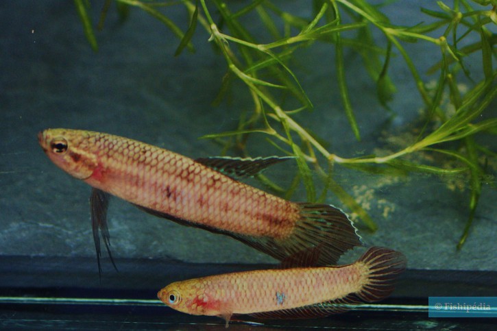 Betta rutilans