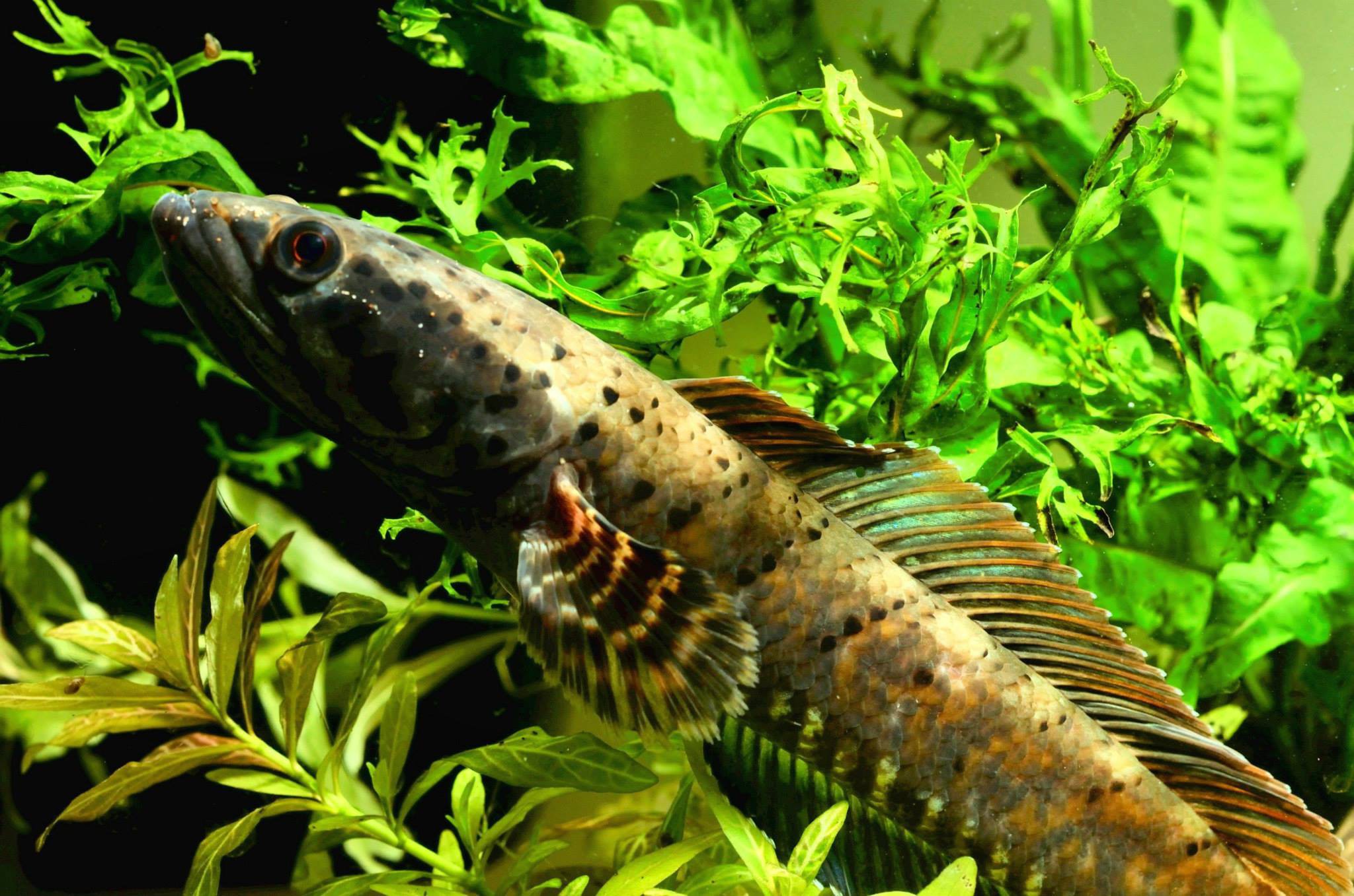 Channa ornatipinnis