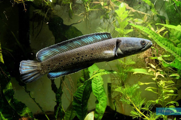 Channa stewartii sp. "Himalaya"