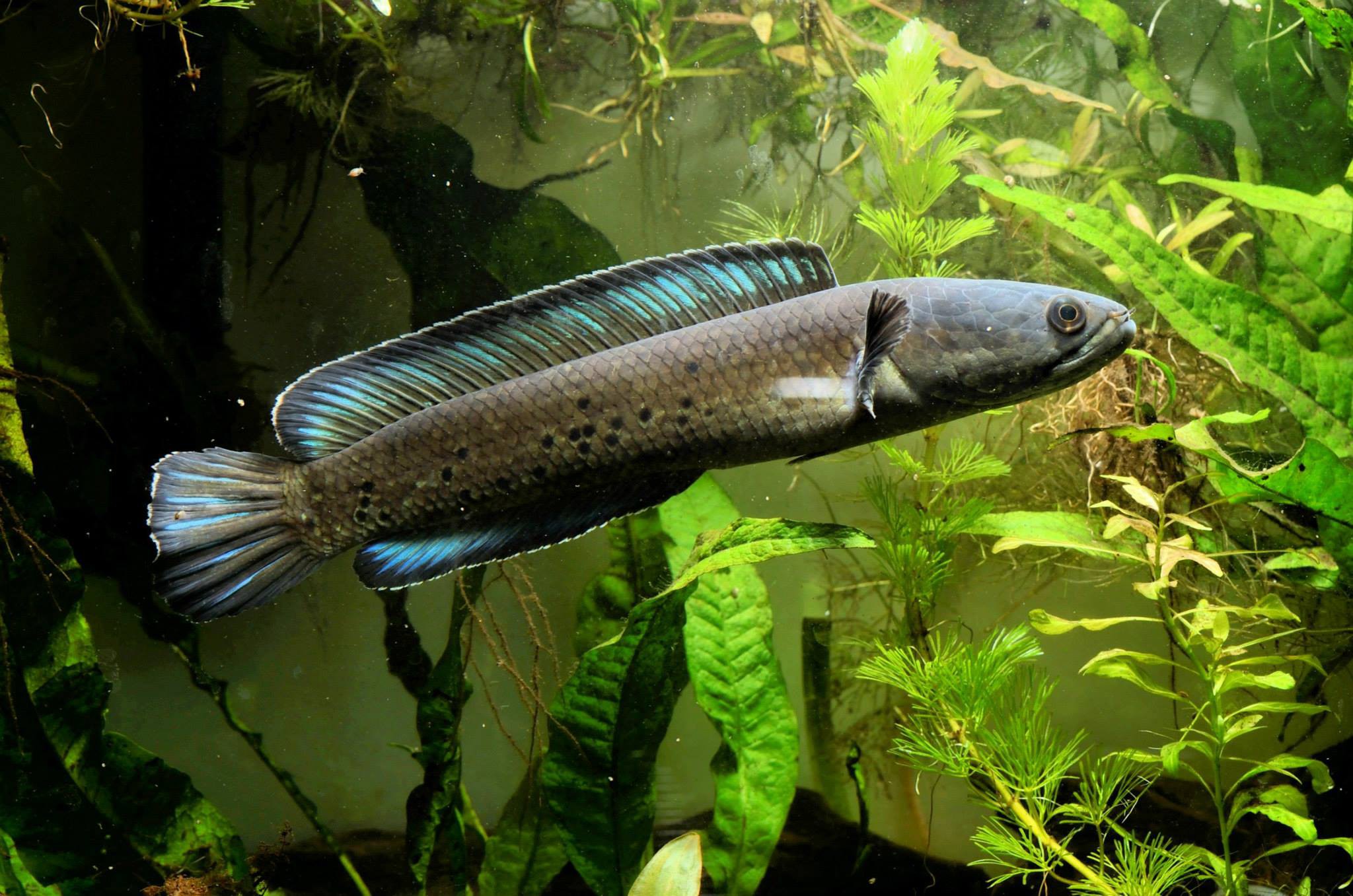 Channa stewartii sp. "Himalaya"