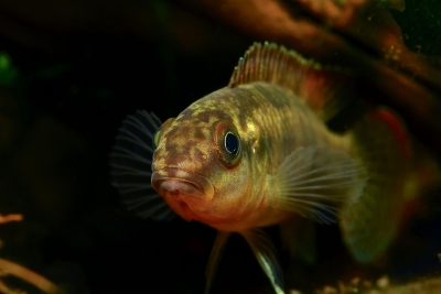 Congochromis sabinae Cichlidae