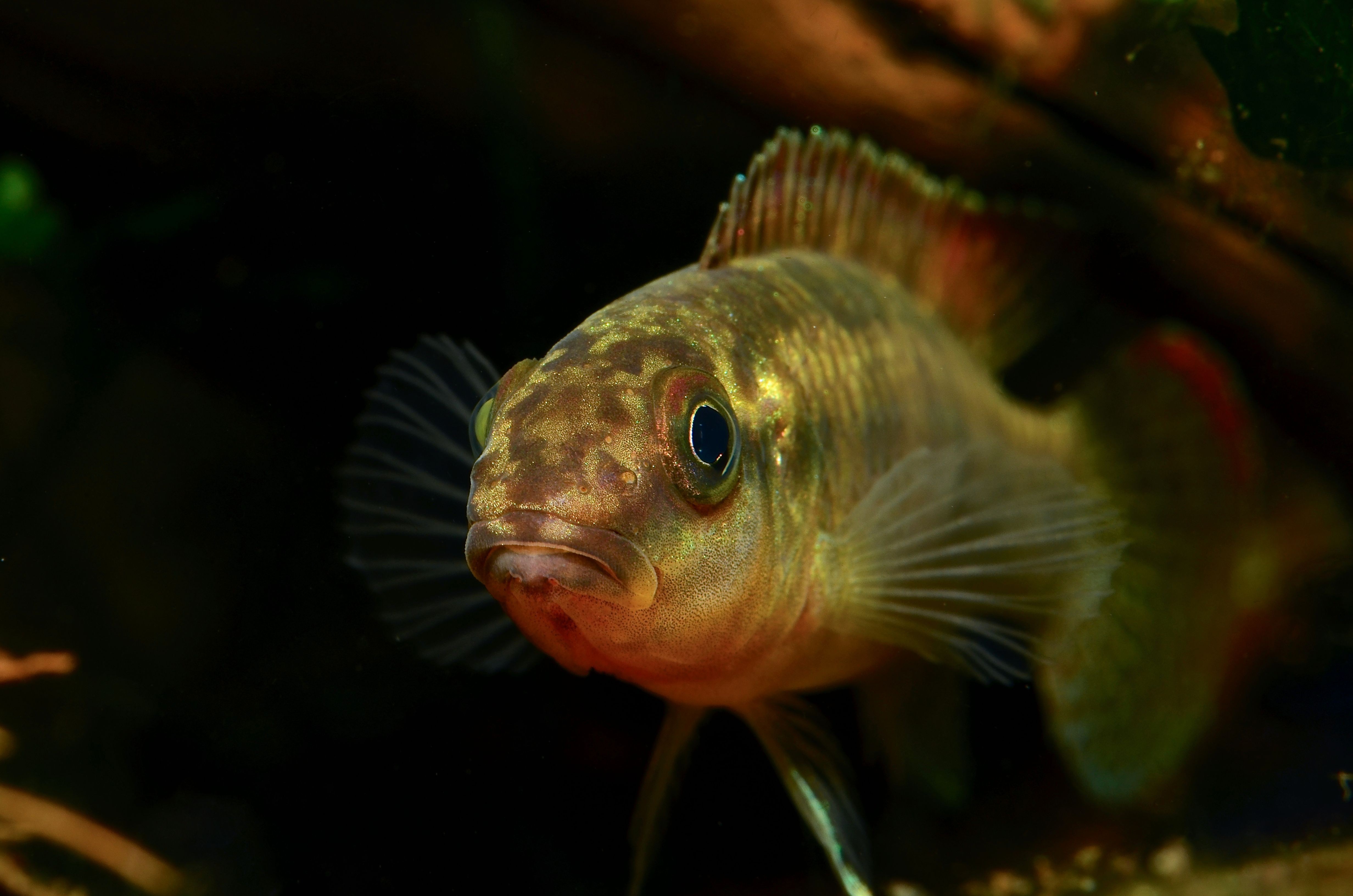 Congochromis sabinae