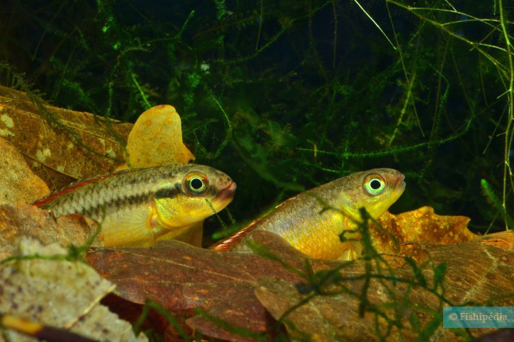 Congochromis dimidiatus