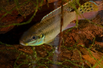 Enigmatochromis lucanusi Cichlidae