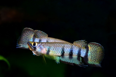 Epiplatys dageti Nothobranchiidae