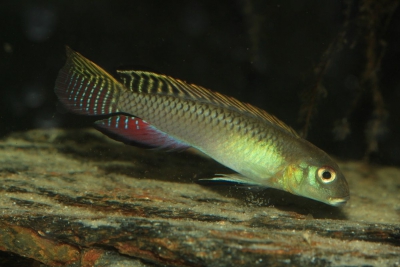 Nanochromis splendens Cichlidae