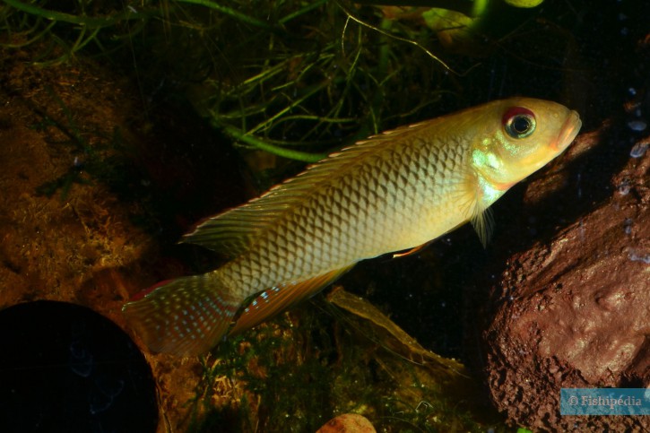 Nanochromis sp. aff. nudiceps