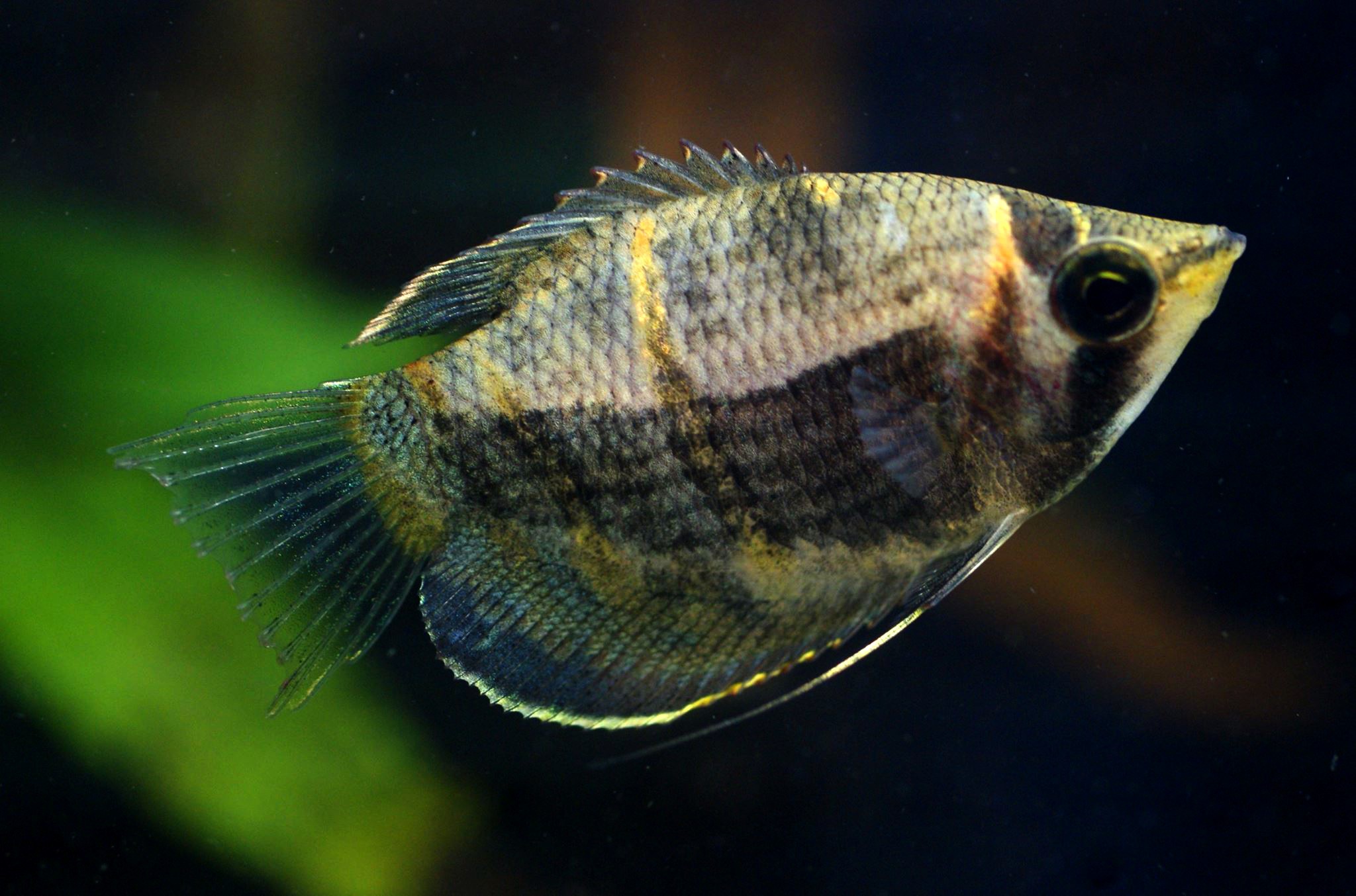 Sphaerichthys