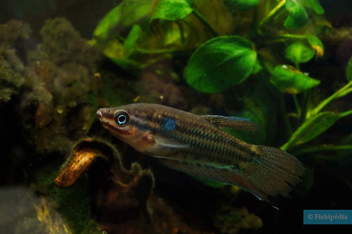 Trichopsis vittata