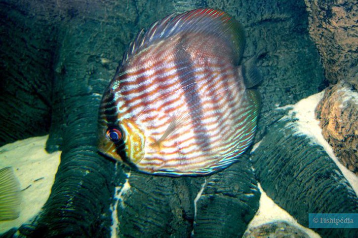 Symphysodon discus