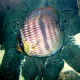 picture of Symphysodon discus